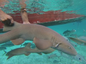 Nurse Shark